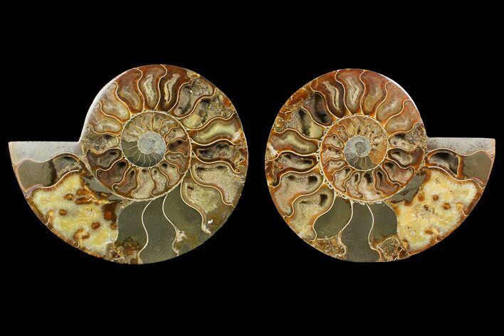 Bargain, Cut & Polished Ammonite Fossil - Madagascar #148062